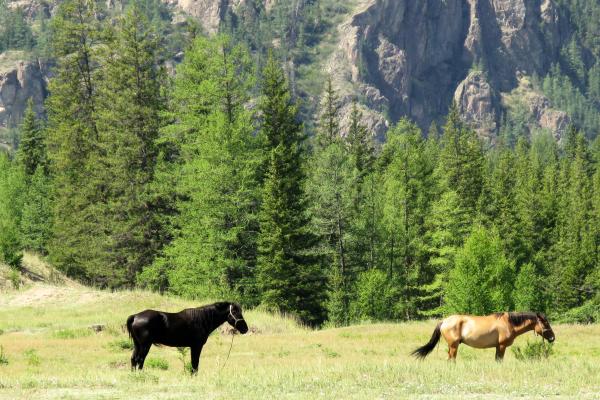 Лошади в горах Алтая